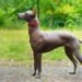 Xoloitzcuintli