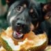 Can Dogs Eat Jackfruit