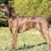 Plott Hound