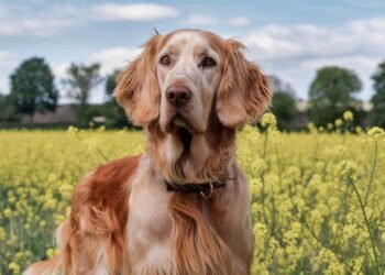 English Setter