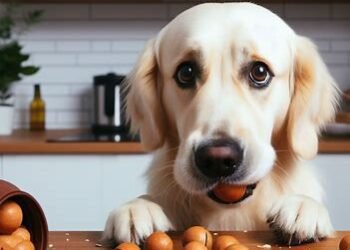 Can Dogs Eat Macadamia Nuts
