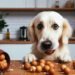 Can Dogs Eat Macadamia Nuts
