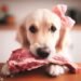 Can Dogs Eat Raw Pork