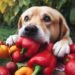 Can Dogs Eat Red Bell Peppers