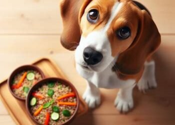 Can Dogs Eat Quinoa