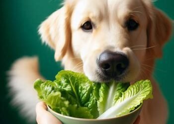Can Dogs Eat Romaine Lettuce