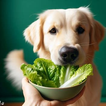 Can Dogs Eat Romaine Lettuce? - puppadogs.com