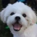 Maltese Shih Tzu