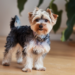 Yorkipoo Dog