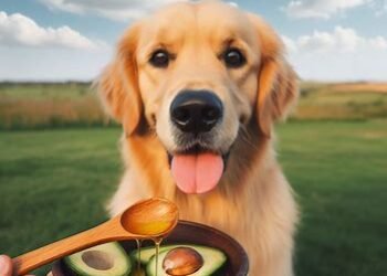 Can dogs eat avocado oil