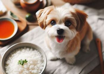 Can Dogs Eat White Rice