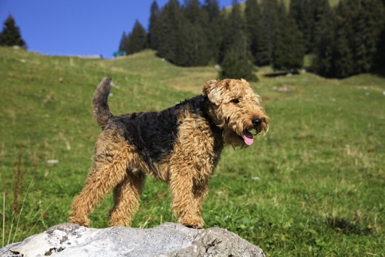 Welsh Terrier Dog
