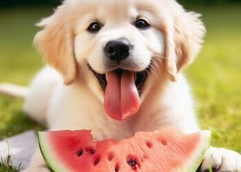 Can dogs eat melons