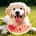 Can dogs eat melons