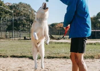active man with jumping dog on street