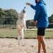 active man with jumping dog on street