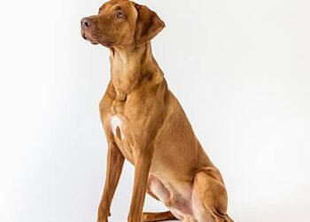 Rhodesian Ridgeback Dog