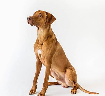 Rhodesian Ridgeback Dog