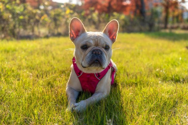 French Bulldog