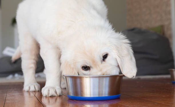 Great Pyrenees