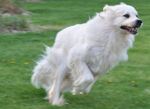 Great Pyrenees