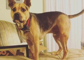 German Shepherd Pit Bull