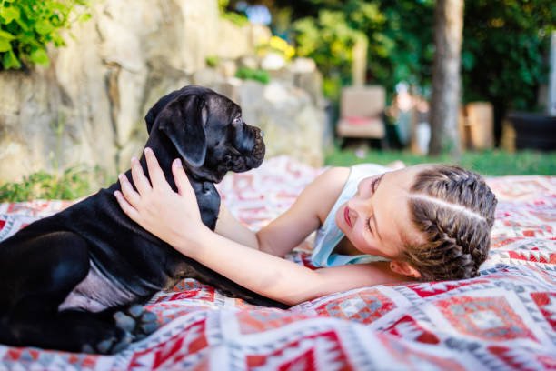 Cane Corso