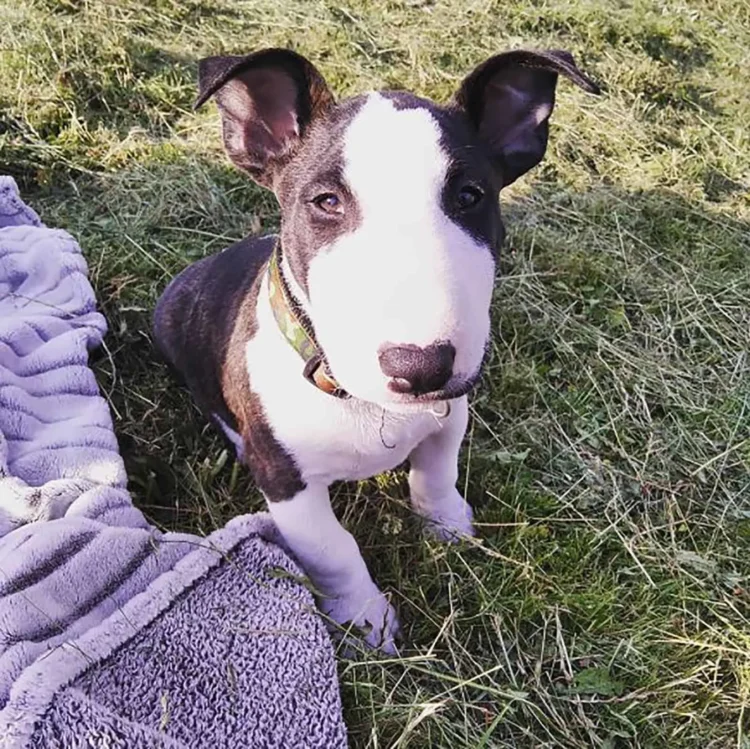 American Boston Bull Terrier