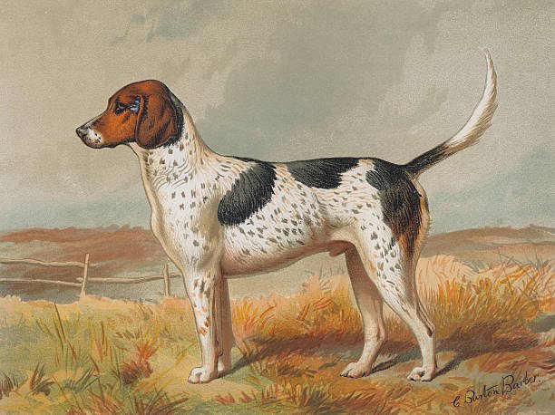 English Foxhound