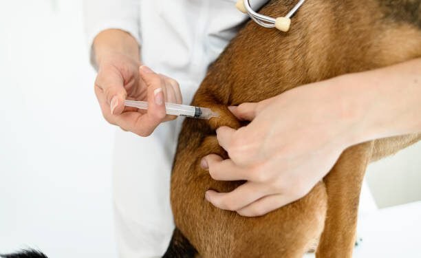 Fludrocortisone Acetate