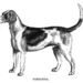 English Foxhound