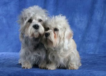 Dandie Dinmont Terrier