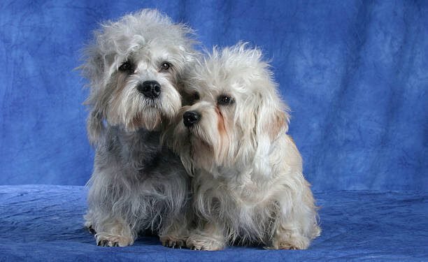 Dandie Dinmont Terrier