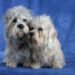 Dandie Dinmont Terrier