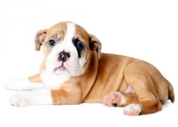 Beabull dog breed