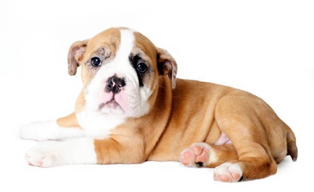 Beabull dog breed