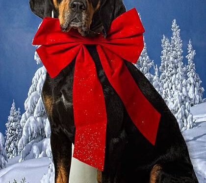 Black and Tan Coonhound