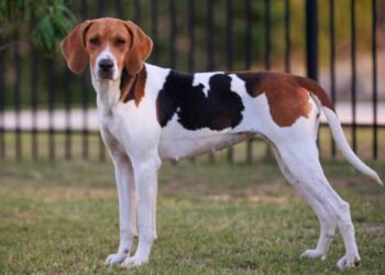 American Foxhound