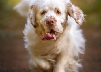 Clumber Spaniel