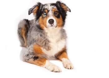 Australian Shepherd Pit Bull Mix