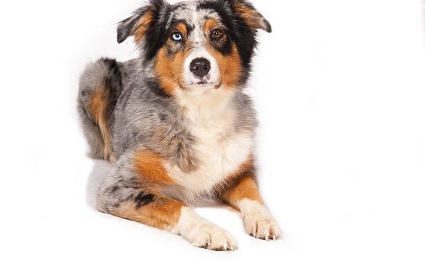 Australian Shepherd Pit Bull Mix