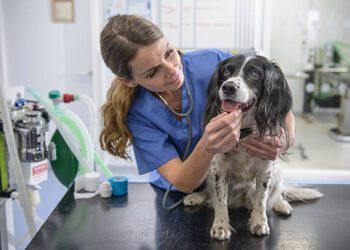 Methimazole for dogs