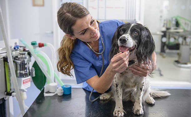 Methimazole for dogs