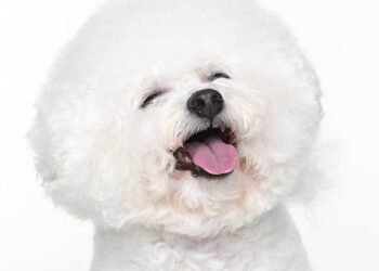 Bichon Frise