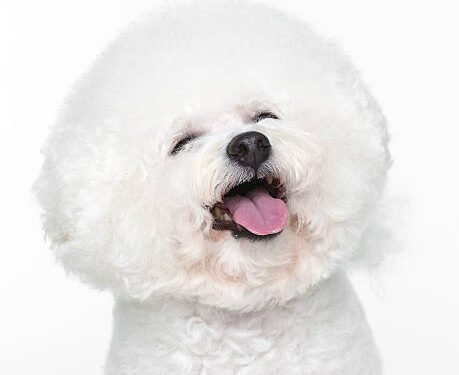 Bichon Frise