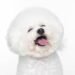 Bichon Frise
