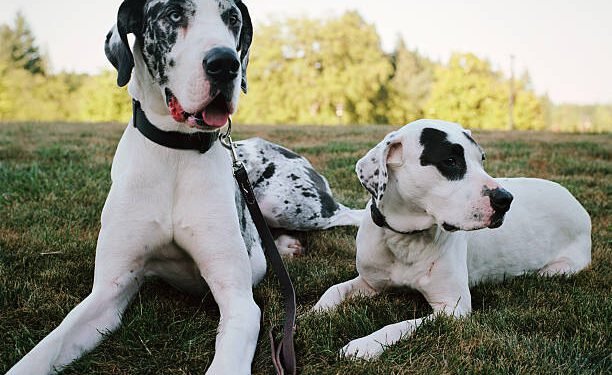 American Bull Dane