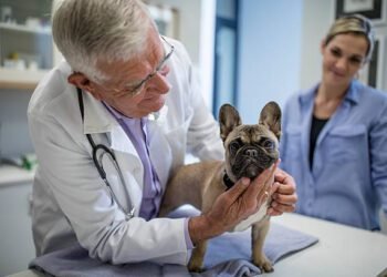 Lactated Ringer’s for Dogs