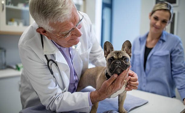 Lactated Ringer’s for Dogs