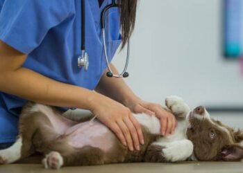 Metoclopramide for dogs